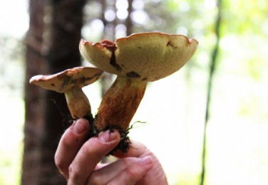 The most dangerous game: An expats guide to mushroom hunting in the Czech Republic