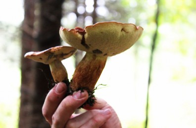 The most dangerous game: An expats guide to mushroom hunting in the Czech Republic